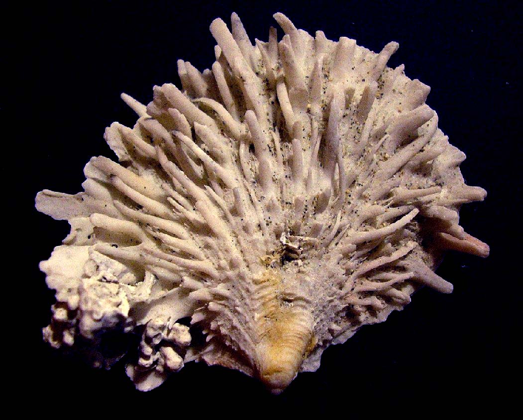 spondylus ...